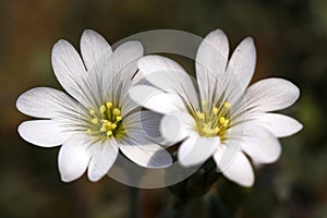White Cerastium tomentosum flowers photo