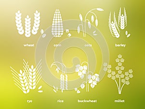 White cereal grains icons. rice, wheat, corn, oats, rye, barley