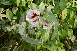 White chaba flower on a background of leaves photo