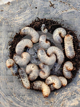 White chafer grub. Larva of the May beetle. Agricultural pest