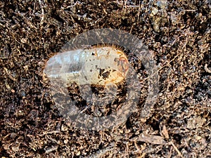 White chafer grub. Larva of the May beetle. Agricultural pest