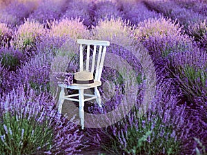 White chair with bouquet of lavender and straw hat at beautiful lavender flowers bloom.