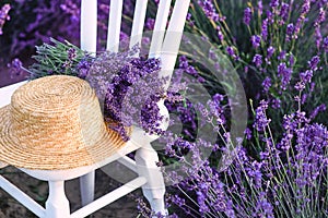 White chair with bouquet of lavender and straw hat at beautiful lavender flowers bloom.