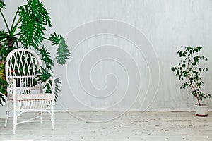 White chair with home plants in the white room