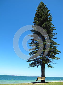 The white chair under the big and tall pine tree at blue sea have blue background in australia