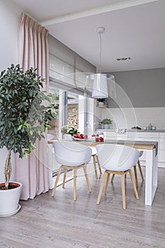 White chairs at table in modern dining room interior with plant and pink drapes. Real photo