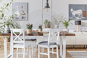 White chairs at wooden table with flowers in eclectic dining room interior with posters. Real photo photo