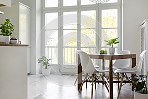 White chairs at wooden table with plant in bright dining room in