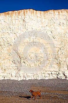 white chalk cliff face with pebble beach and dog walking on beach