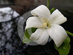 White chambelli flower