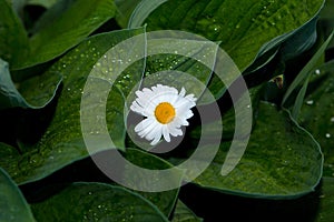 White chamomile on a background of dark green leaves hosts in the garden on a flower bed