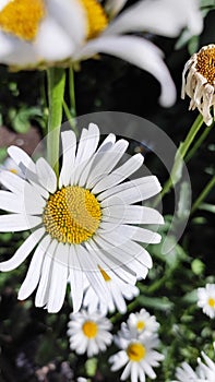 White chamomile blooms in Midsummer