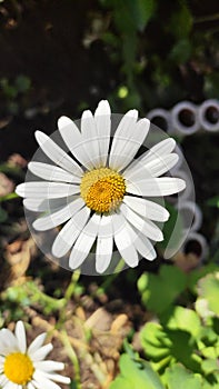 White chamomile blooms in Midsummer