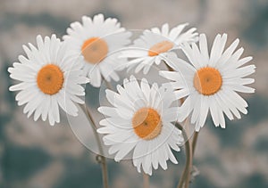 White chamomile bouquet in beige nature background