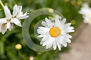 White Chamomile or Camomile flower grows in nature. Macro shoot with blur green meadow in the background