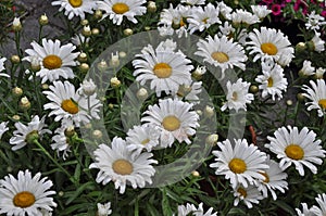 white chamomile (Chamaemelum) flower