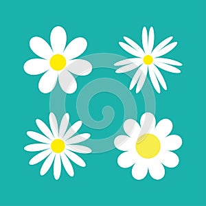 White chamomile daisy flower round icon set. Camomile petal. Cute plant collection. Growing concept. Happy Valentines Day