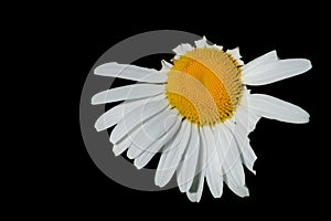 White Chamomile Daisy Flower with Yellow Center Isolated on black background