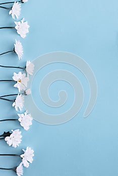 White Chamomile Daisy Flowers on Blue Background