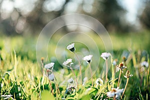 White chamomile or daisy flowers on green grass summer background