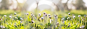 White chamomile or daisy flowers on green grass summer background, summer banner