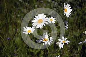 White chamomile on a dark background close up