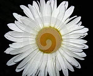 White Chamomile decorative flower.