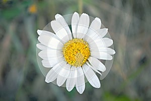 White chamomile flower. A beautiful plant in the field