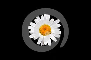 white chamomile flower on a black background, isolated, copy space, place for text