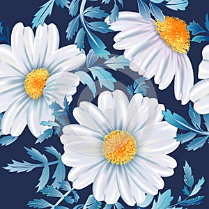 White chamomile flower close up on dark blue background.