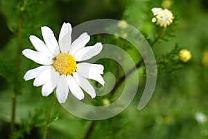 White Chamomile flower grows in nature. Macro shoot with blur green meadow in the background. Daisy plant Asteraceae