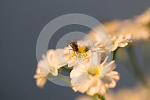 White chamomile flower pollination by fly insect