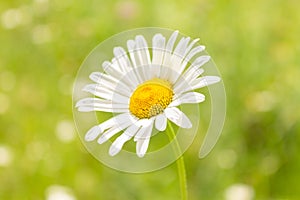 White chamomile flower on sunny meadow, close-up.Blooming chamomile field. Blooming Wild Flower Matricaria Chamomilla, Matricaria