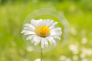 White chamomile flower on sunny meadow, close-up.Blooming chamomile field. Blooming Wild Flower Matricaria Chamomilla, Matricaria