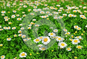 White chamomile flowers