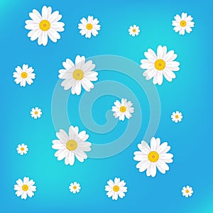 White chamomile flowers. Flat summer chamomile flowers on a blue background.