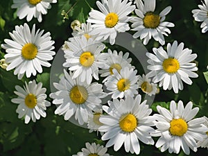 White chamomile flowers on the green background