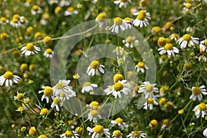 white chamomile flowers for the production of relaxing herbal te