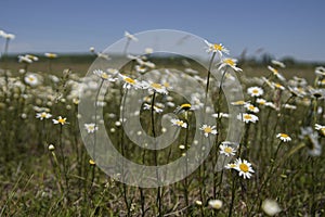 White chamomile flowers on spring grass meadow. A sunny day on a blue sky background.