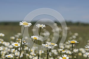 White chamomile flowers on spring grass meadow. A sunny day on a blue sky background.