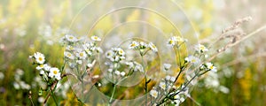 White chamomile flowers on a summer sunny day