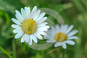 White chamomile flowers, wildflower outdoor macro photo with soft selective focus