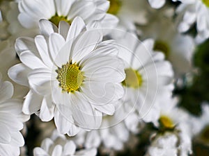 white chamomile fowers photo