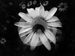 White chamomile in the garden in black and white