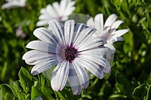 White chamomile with a lilac middle on a background of green grass. Close up. Flower with white petals