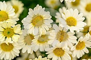 White chamomile. Medicinal plant. Use for cosmetic purposes.