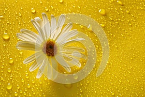 white chamomile on yellow water drop background, summer colors