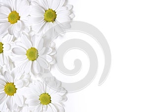 White chamomiles background