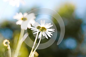 White chamomiles on a blurred background of the sky