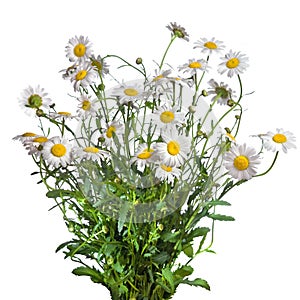 White chamomiles bouquet isolated